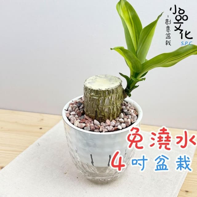 【小品文化】巴西鐵樹【現貨】4吋鑽石免澆水盆栽 室內植物 室內盆栽 懶人盆栽 水培植物 水培盆栽 室內盆栽 觀葉植物