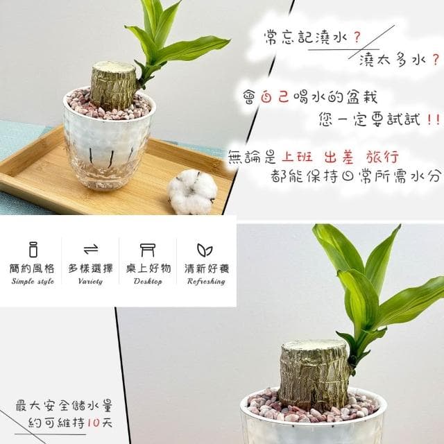 【小品文化】巴西鐵樹【現貨】4吋鑽石免澆水盆栽 室內植物 室內盆栽 懶人盆栽 水培植物 水培盆栽 室內盆栽 觀葉植物