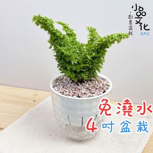 【小品文化】密葉波士頓腎蕨【現貨】4吋鑽石免澆水盆栽 室內植物 室內盆栽 懶人盆栽 水培盆栽 室內盆栽 觀葉植物