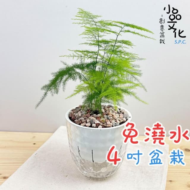 【小品文化】文竹【現貨】4吋鑽石免澆水盆栽 室內植物 室內盆栽 懶人盆栽 水培植物 水培盆栽 室內盆栽 觀葉植物