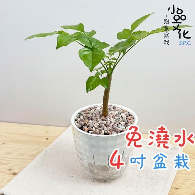 【小品文化】進財樹【現貨】4吋鑽石免澆水盆栽 室內植物 室內盆栽 懶人盆栽 水培植物 水培盆栽 室內盆栽 觀葉植物