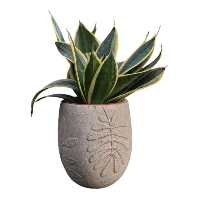 開心農元 觀葉植物 金剛虎尾蘭 水泥盆栽