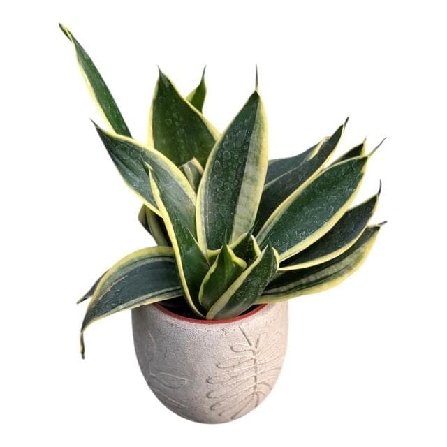 開心農元 觀葉植物 金剛虎尾蘭 水泥盆栽