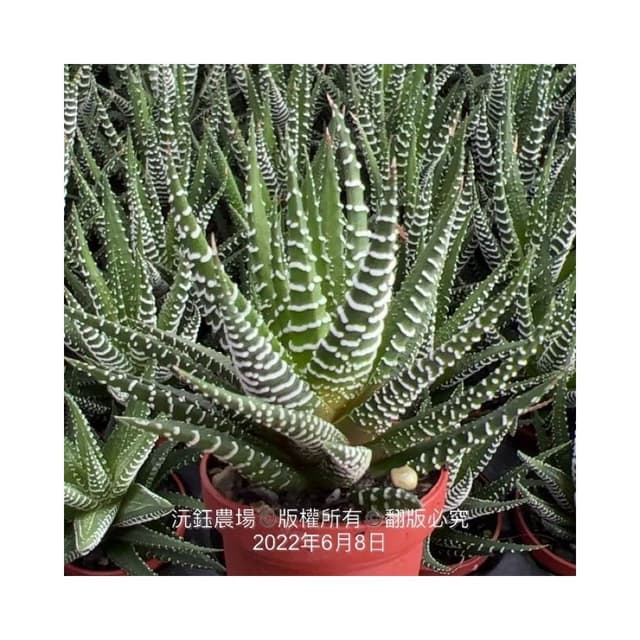 沅鈺農場   多肉植物   百合科   一吋盆/白十二之卷