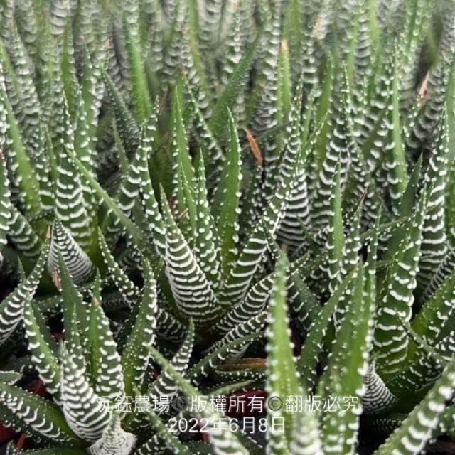 沅鈺農場   多肉植物   百合科   一吋盆/白十二之卷
