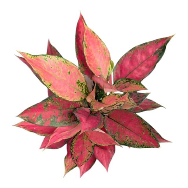 開心農元 觀葉植物 紅太陽粗勒草 白色盆栽