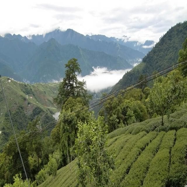 【茗御采茶】茗御采茶-夏日冷泡限時買一送一冷泡金琉璃烏龍三角立體茶包10入清香回甘款(活動共20入)10入*2