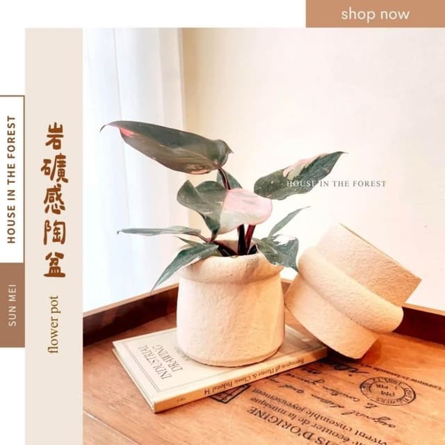 陶盆 岩礦感陶盆 花盆 花器 陶藝品 植栽布置 觀葉植物 多肉植物 虎尾蘭 植物擺設