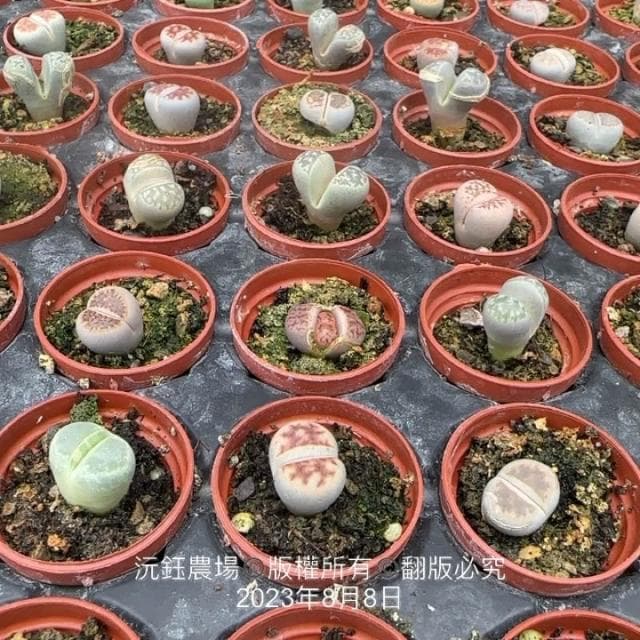 沅鈺農場   多肉植物   一吋盆/石頭玉