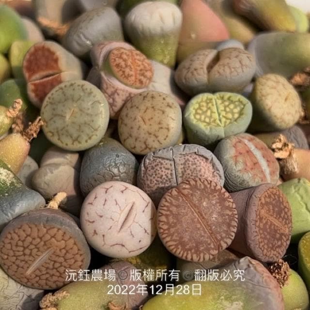 沅鈺農場   多肉植物   一吋盆/石頭玉
