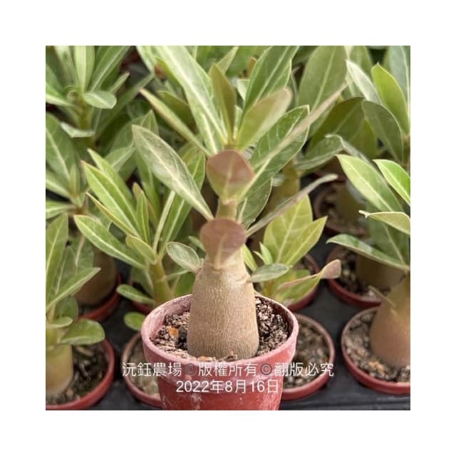 沅鈺農場   多肉植物   一吋盆/沙漠玫瑰