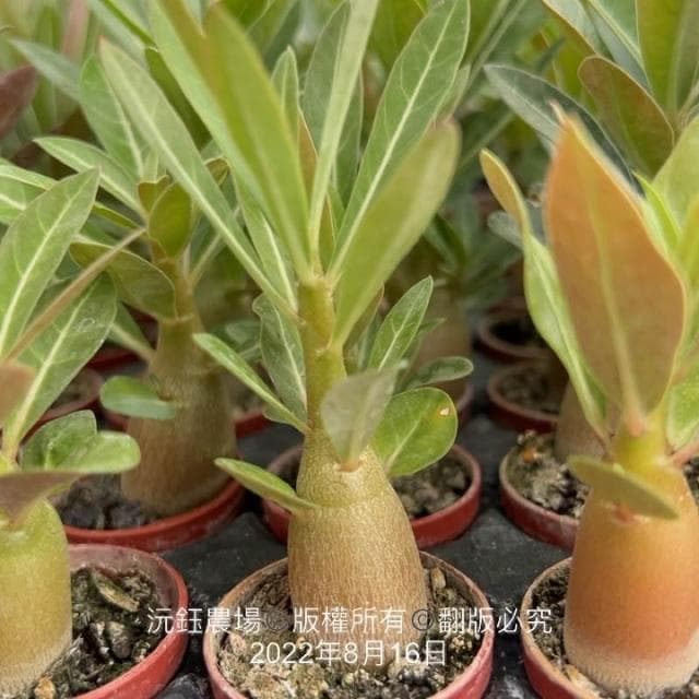 沅鈺農場   多肉植物   一吋盆/沙漠玫瑰