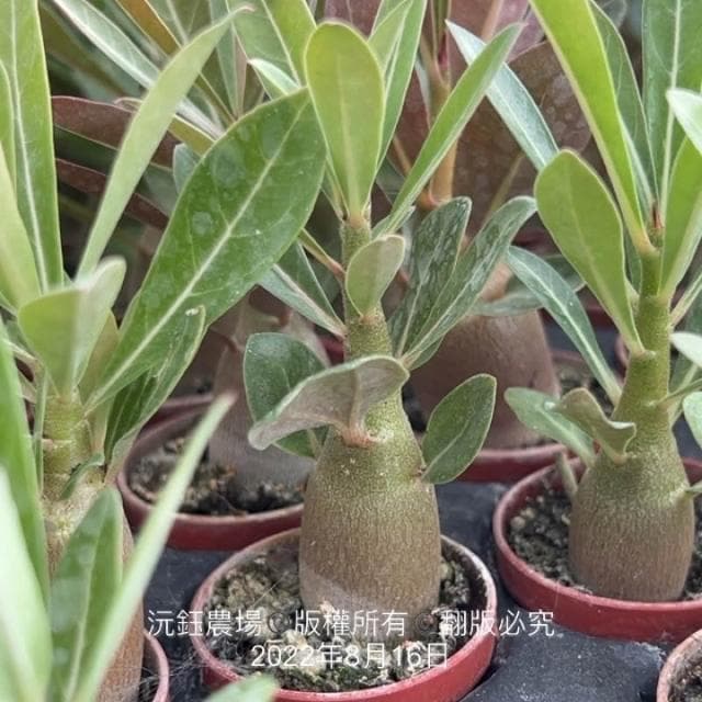 沅鈺農場   多肉植物   一吋盆/沙漠玫瑰