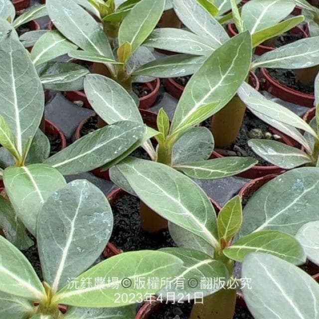 沅鈺農場   多肉植物   一吋盆/沙漠玫瑰