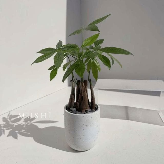Mushi [馬拉巴栗] 發財樹/招財樹/父親節禮物 /風水植物/開幕送禮/開運植物/財位玄關/沐時園藝