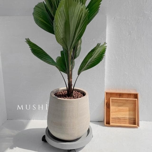 Mushi 現貨🎉熱銷 [移動接水盤] 水泥盆/花盆托盤/接水盤/盆栽/倒水移動都很方便/沐時嚴選