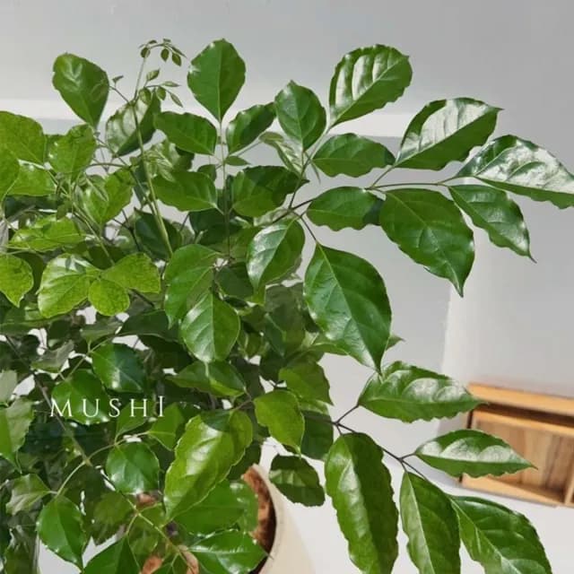 Mushi［旺旺樹］進財樹/發財樹/喬遷之喜/開幕賀禮/新居落成/沐時嚴選