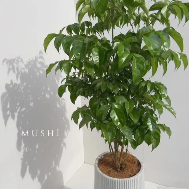 Mushi［旺旺樹］進財樹/發財樹/喬遷之喜/開幕賀禮/新居落成/沐時嚴選