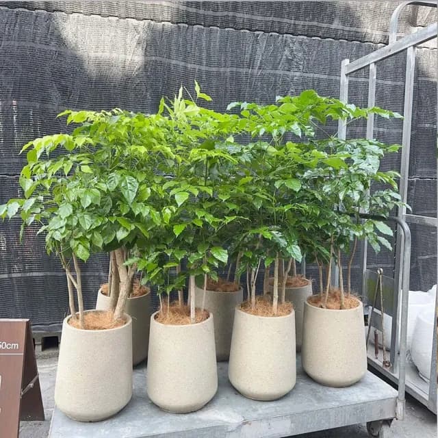 Mushi［旺旺樹］進財樹/發財樹/喬遷之喜/開幕賀禮/新居落成/沐時嚴選