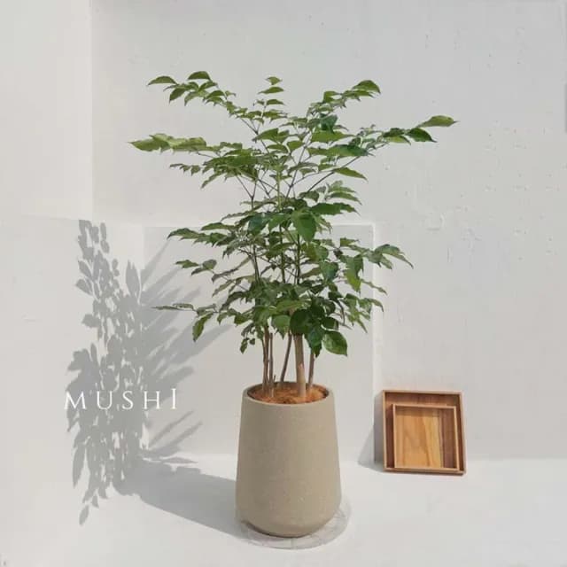 Mushi［旺旺樹］進財樹/發財樹/喬遷之喜/開幕賀禮/新居落成/沐時嚴選