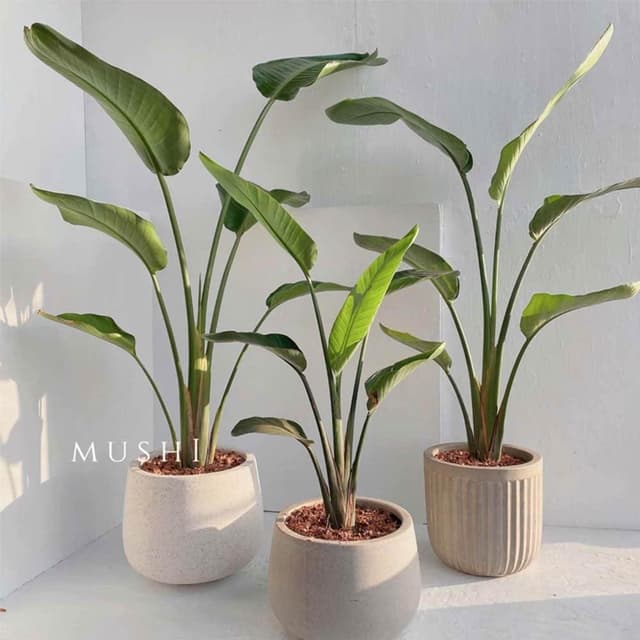 Mushi熱銷款🎉 [天堂鳥] 室內植植物/侘寂風格/北歐風格/網紅植物/開幕送禮/送禮優選/沐時嚴選
