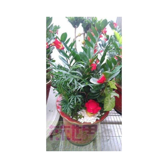 室內盆栽-送禮盆栽-開幕送禮-室內植物-(( 金錢樹 (瓦盆))-9吋盆 -葉子油亮清潔空氣 - 花森好市玫瑰園