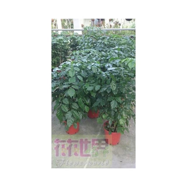 花森好市-室內或送禮盆栽*進財樹*-旺旺樹/8吋盆/高60-80cm/MA*大型物件，無法超取*