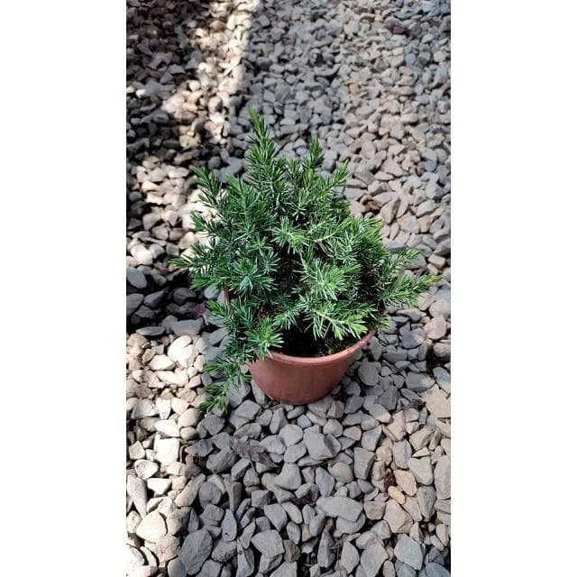 花森好市-常綠喬木**杜松**4.5吋盆 高10-15公分/樹小相大的小盆栽/MA