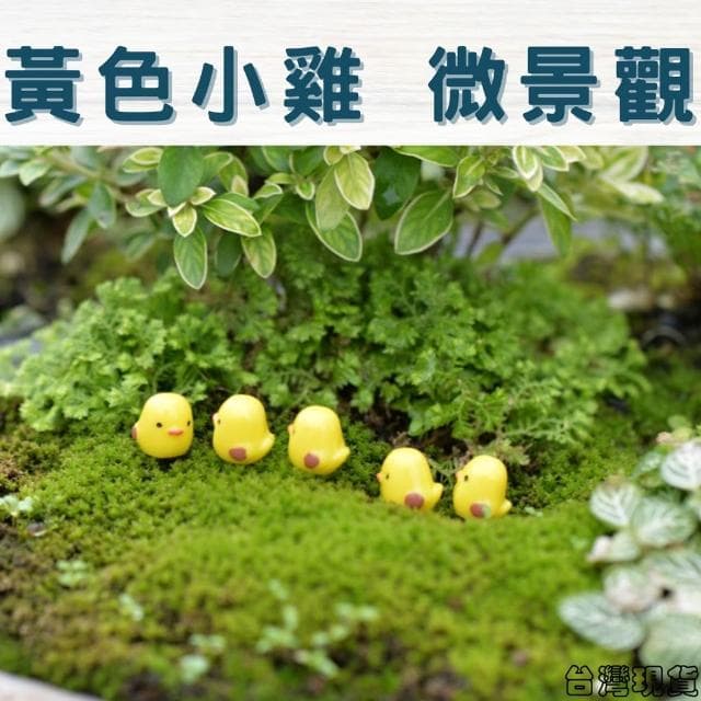 沐晨植物園｜黃色小雞 迷你小雞 微景觀裝飾 微景觀擺件 多肉裝飾 盆栽裝飾 微景觀配件 公仔 迷你園藝
