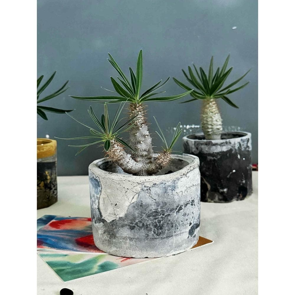 塊根植物 - - 象牙宮