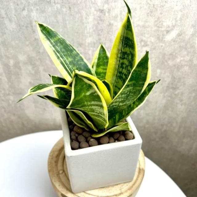 沐晨植物園｜金邊虎尾蘭盆栽 好照顧 室內植物 發財樹 淨化空氣  植物盆栽 水泥盆栽 觀葉植物