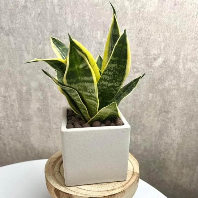 沐晨植物園｜金邊虎尾蘭盆栽 好照顧 室內植物 發財樹 淨化空氣  植物盆栽 水泥盆栽 觀葉植物