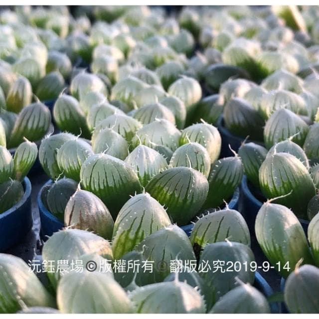沅鈺農場   多肉植物   百合科   一吋盆/紫肌玉露