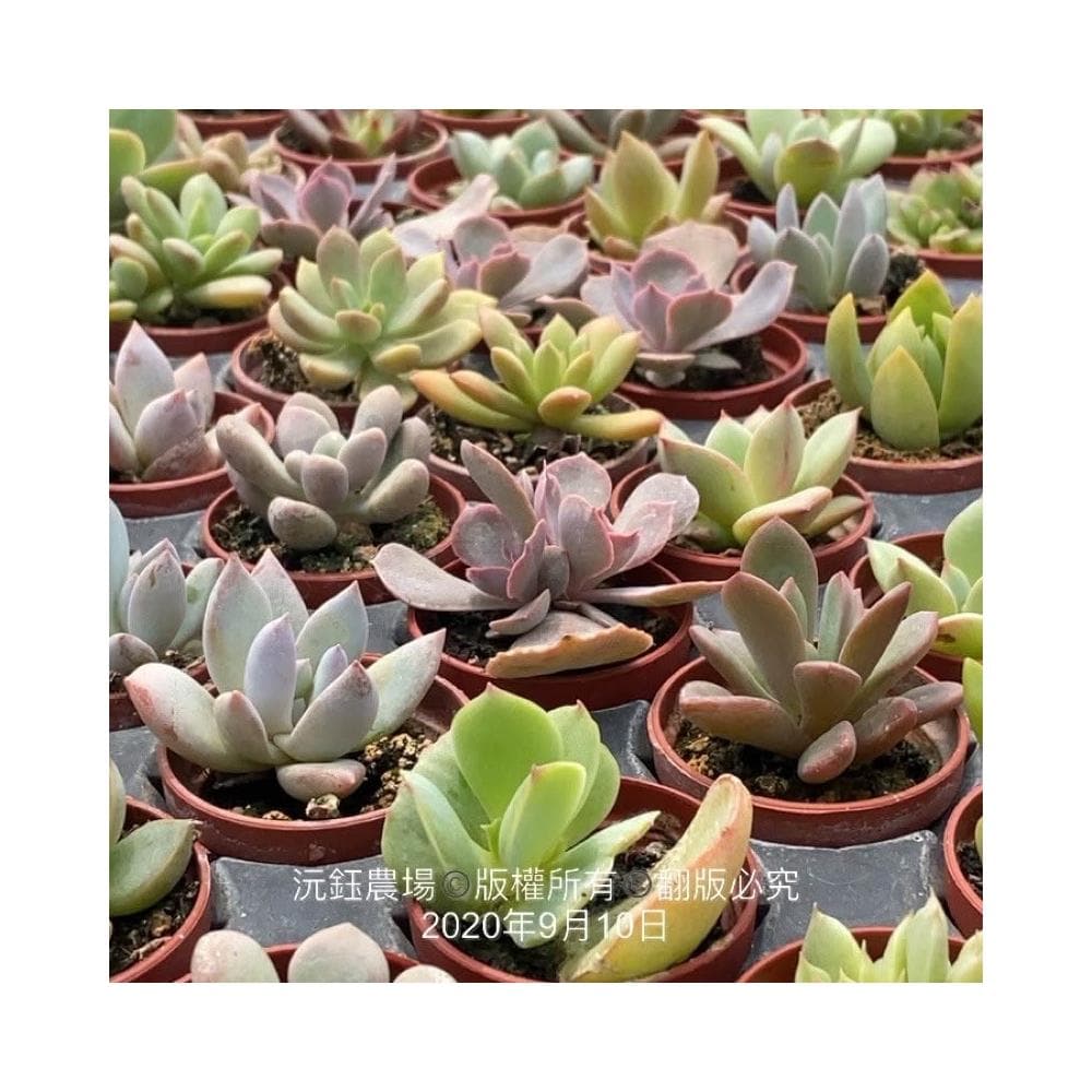 沅鈺農場   多肉植物  一吋盆/7盆109隨機出（不一樣先出）