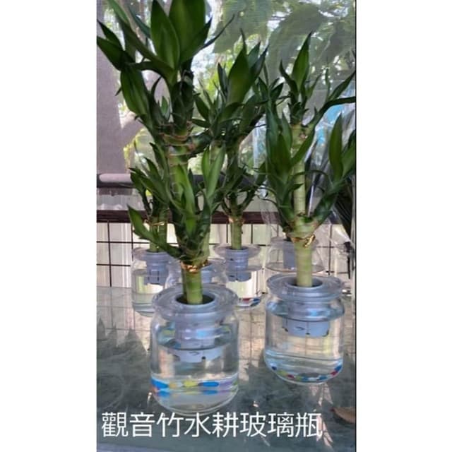 花森好市-水耕植物-送禮盆栽-桌上盆栽**觀音竹(多分枝)**-蓮花竹-萬年青/水耕玻璃瓶/高10-25公分/MA
