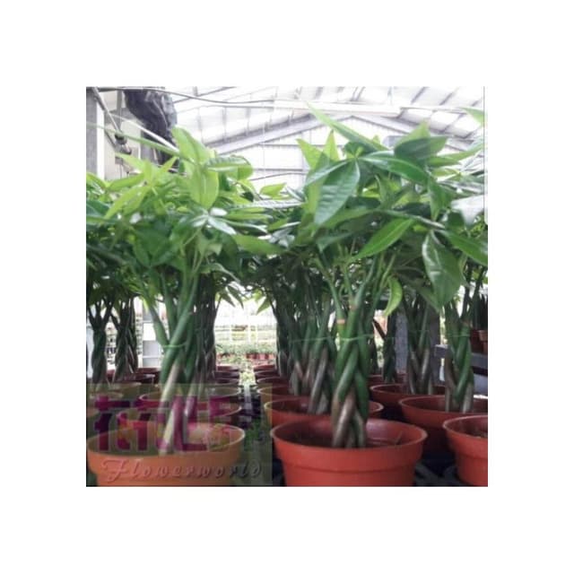 桌上盆栽  馬拉巴栗-辮子狀  3吋 高 10-25公分 桌上型療癒小物【花森好市玫瑰園】