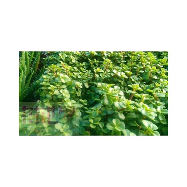 多肉植物*  銀杏木  3吋盆高5-10cm 可愛抒壓好療癒【花森好市玫瑰園】