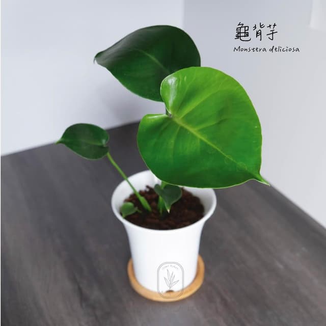 原植龜背芋植物盆栽(室內植物 淨化空氣 耐陰)