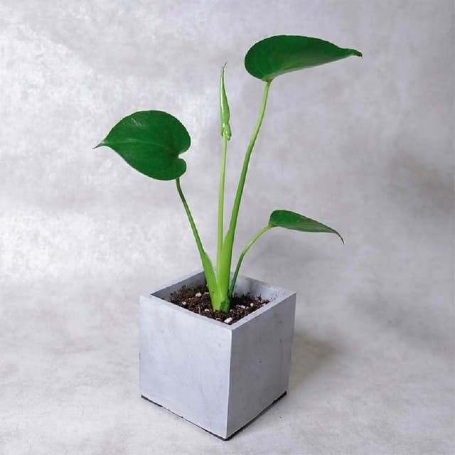 原植龜背芋(水泥盆植栽·淨化空氣·辦公室桌面盆栽·室內植物)