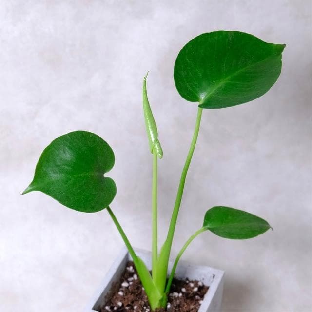 原植龜背芋(水泥盆植栽·淨化空氣·辦公室桌面盆栽·室內植物)