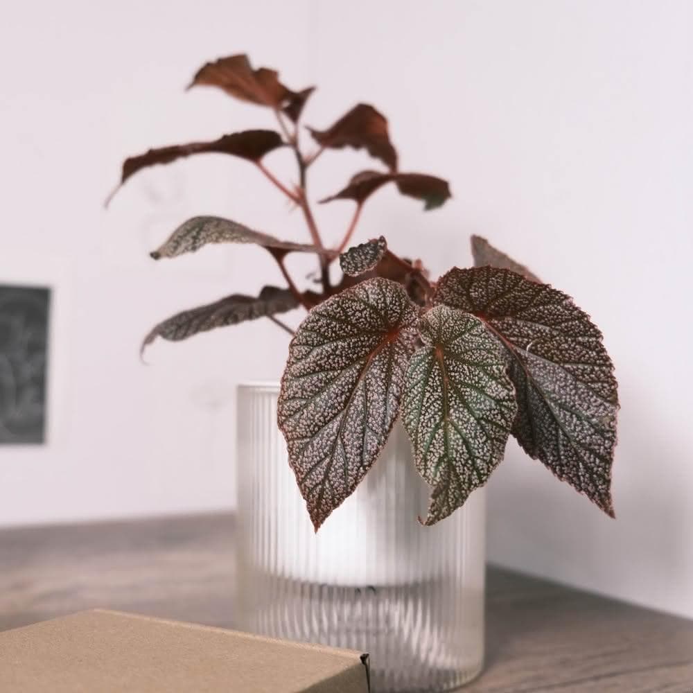 原植艾咪海棠·秋海棠(辦公室盆栽·室內植物·植物送禮·造型盆栽)