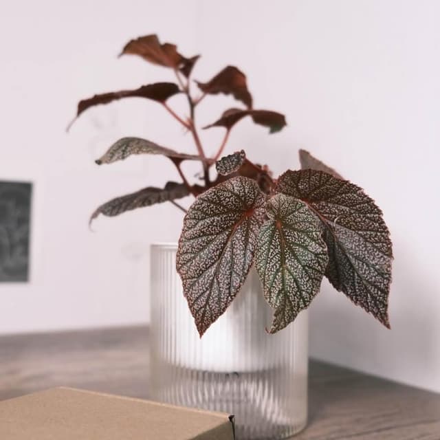 原植艾咪海棠·秋海棠(辦公室盆栽·室內植物·植物送禮·造型盆栽)