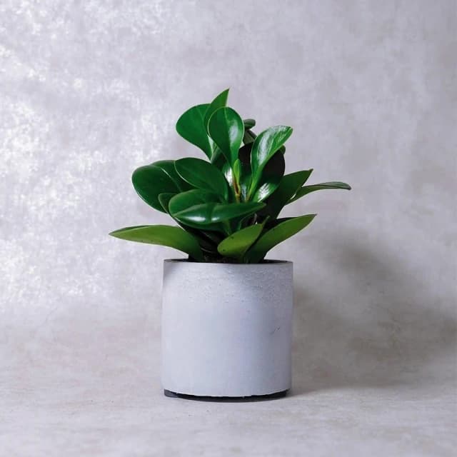 原植圓葉發財樹(招財·送禮·室內植栽)