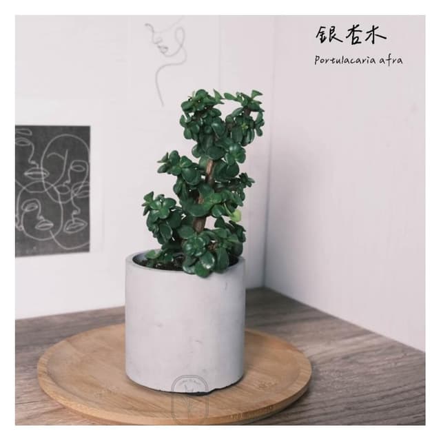 原植｜植物｜銀杏木·幸運樹·樹馬齒莧·觀葉植物·室內植物·綠籬植物·辦公室盆栽·網紅植物·ins同款·居家風水·落成禮