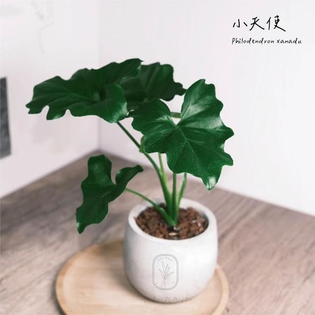 原植｜植物｜小天使蔓綠絨·水泥盆栽·植物·盆栽·淨化空氣·辦公室桌面盆栽·室內植物·網紅植物·3吋·5吋