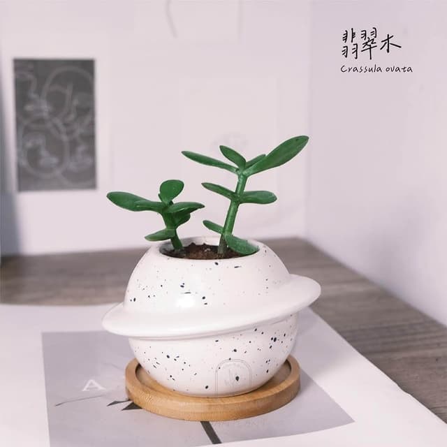 原植｜小型植物｜翡翠木(多肉．發財樹．送禮植栽).