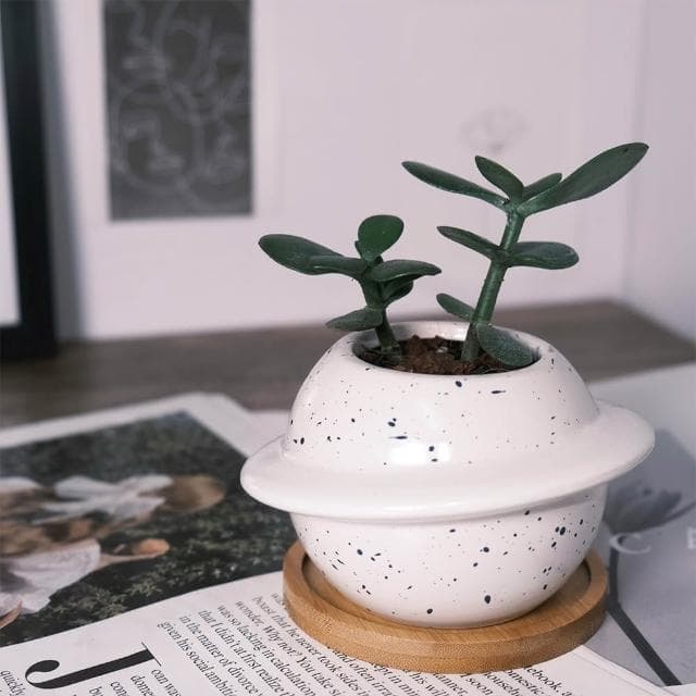 原植｜小型植物｜翡翠木(多肉．發財樹．送禮植栽).