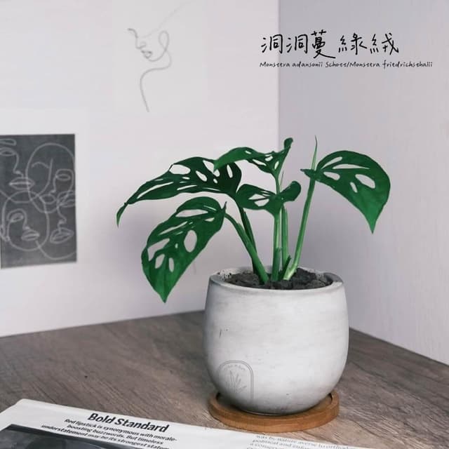 原植｜植物｜窗孔龜背芋·洞洞蔓綠絨·窗孔藤·室內植物·耐陰植物·水泥盆栽·辦公室植物·垂吊植栽·天南星科·居家擺設