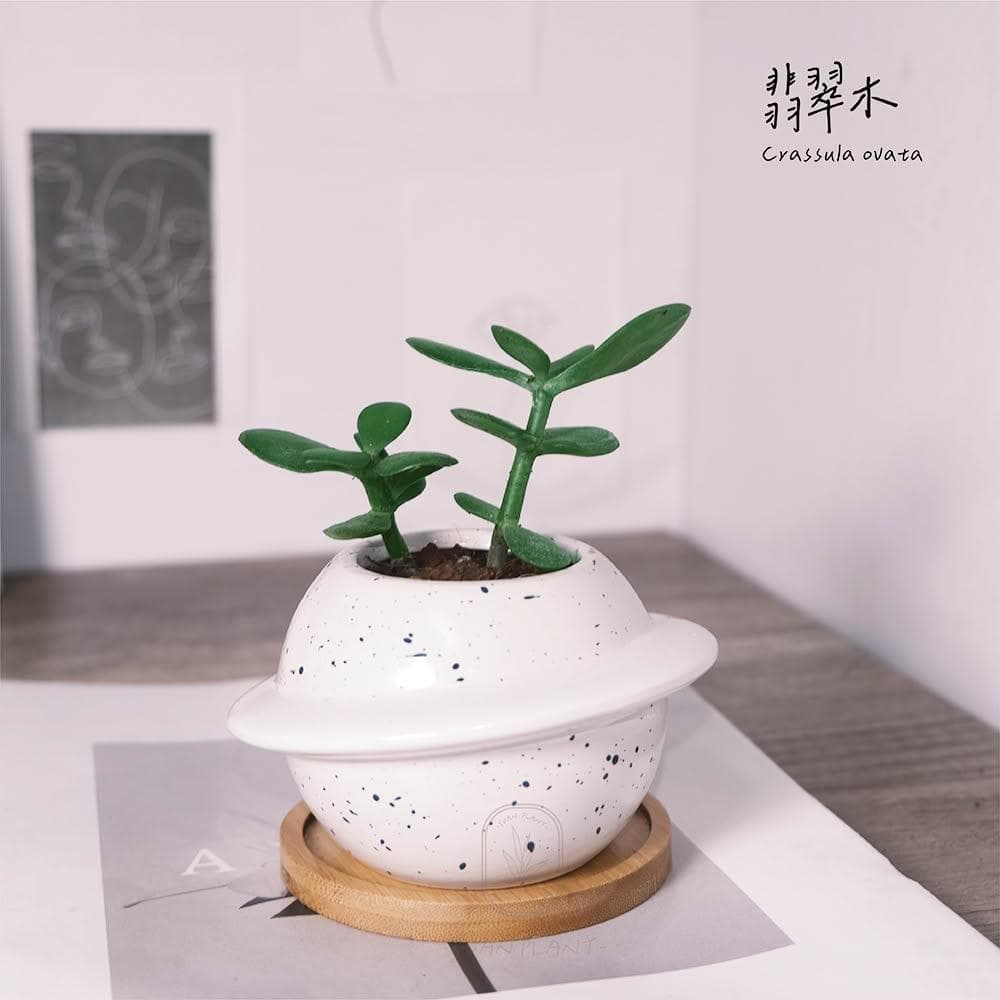 原植｜植物｜翡翠木．玉樹．多肉．灌木植物．發財樹．景天科．園藝．種植．栽種．培養．性極耐旱．3吋