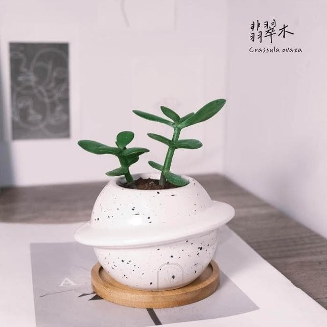原植｜植物｜翡翠木．玉樹．多肉．灌木植物．發財樹．景天科．園藝．種植．栽種．培養．性極耐旱．3吋